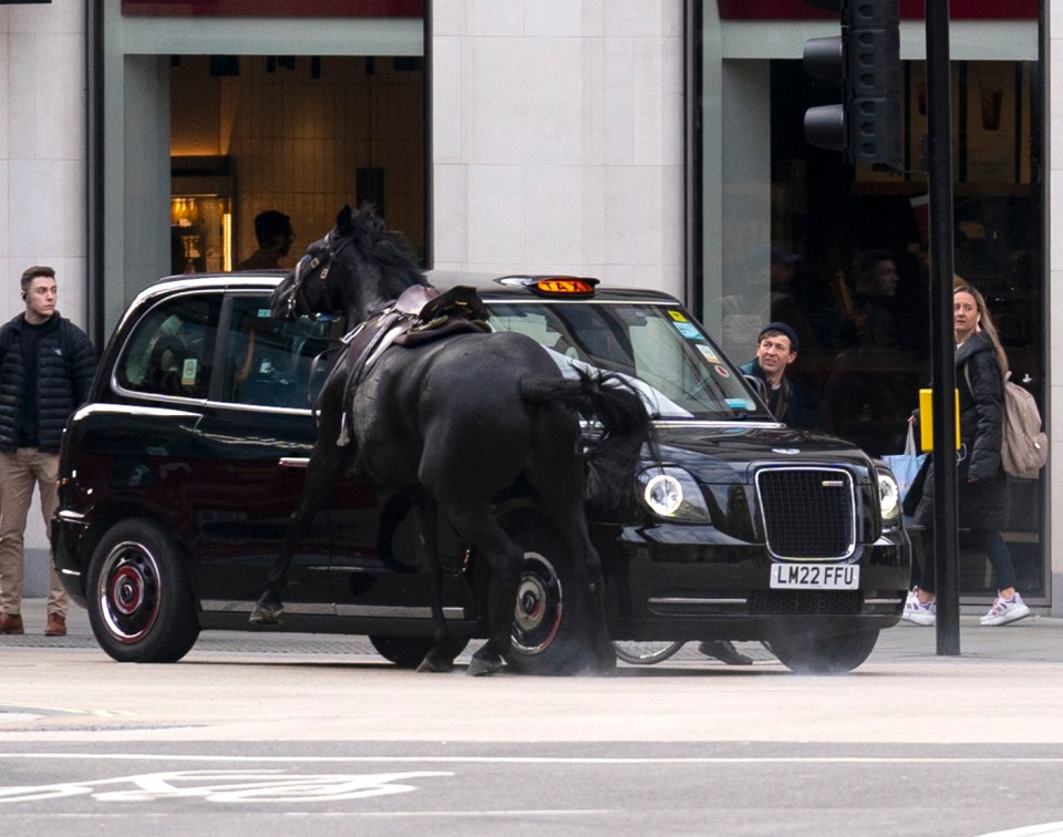 Horses on loose in London ‘accounted for’ by police and Army as four injured