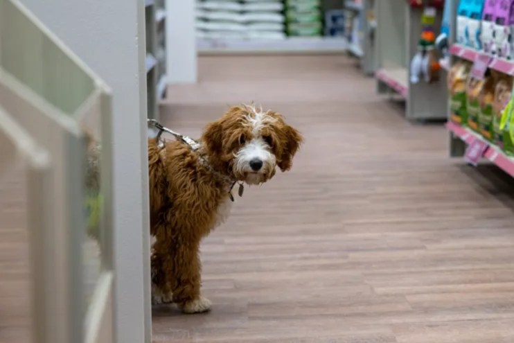 Pets at Home ‘not threatened’ by regulator probe as it holds firm on growth plans