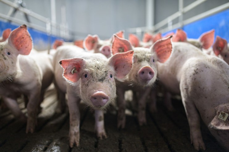 Danish Crown’s UK arm brings home the bacon as China turns its back on EU pork