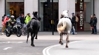 Military horses bolt through London again as dramatic moment caught on dash cam