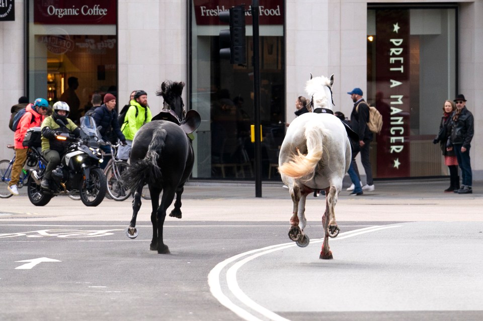 Military horses bolt through London again as dramatic moment caught on dash cam