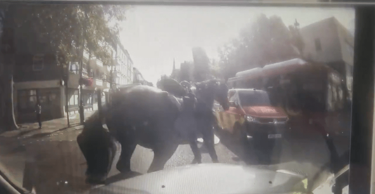 Military horses bolt through London again as dramatic moment caught on dash cam