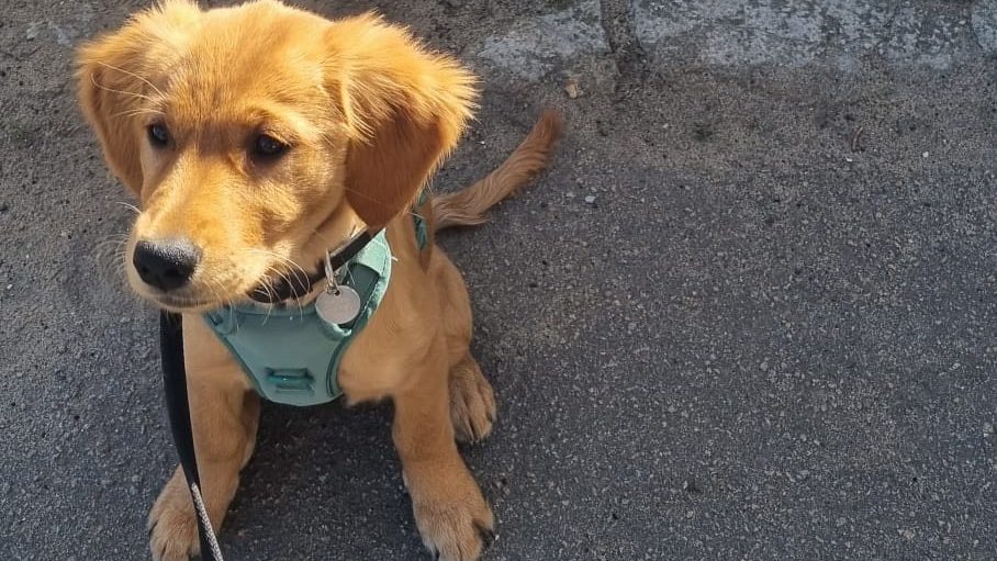 Five of the best good boys (and girls) at polling stations